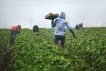 Lesotho Developing AI Chatbot to Advise Farmers